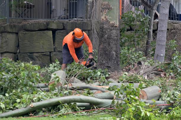 Trusted Cedar Knolls, NJ Tree Care Services Experts